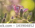 Autumn flowers Hototogisu 143904852