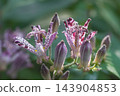 Autumn flowers Hototogisu 143904853