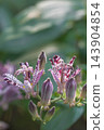 Autumn flowers Hototogisu 143904854