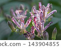 Autumn flowers Hototogisu 143904855