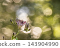 Autumn flowers Hototogisu 143904990