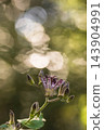 Autumn flowers Hototogisu 143904991