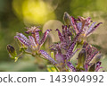 Autumn flowers Hototogisu 143904992