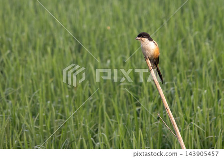 Long-tailed shrike perched on a stick over lush green crop field. Small wild bird watching for prey in a rural village environment. Long-tailed shrike perched on a stick over lush green crop field. Small wild bird watching for prey in a rural village environment. 143905457