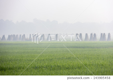 Jute sticks standing in cone bundles to dry beside a green paddy field. Misty rural landscape with harvested agricultural crop stalks in morning. Jute sticks standing in cone bundles to dry beside a green paddy field. Misty rural landscape with harvested agricultural crop stalks in morning. 143905458