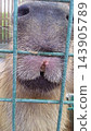 A close-up of a capybara's nose and whiskers. 143905789