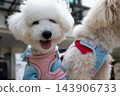 Cute fluffy white bichon frise dogs wearing pastel harnesses outdoors together 143906733