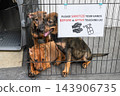 Rescue puppies waiting for adoption in animal shelter with hygiene notice 143906735