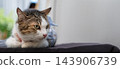 Tabby and white domestic cat resting calmly with large copy space indoors 143906739