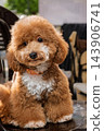 Cute brown poodle dog sitting on chair with fluffy curly coat outdoors 143906741