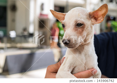 Mixed breed rescue dog portrait ready for adoption and a loving home outdoors 143906742
