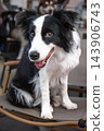 Happy black and white border collie dog sitting on chair in portrait outdoors 143906743