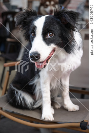 Happy black and white border collie dog sitting on chair in portrait outdoors Happy black and white border collie dog sitting on chair in portrait outdoors 143906743