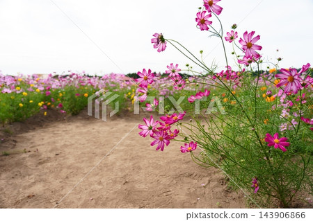 秋天來臨,波斯菊盛開。 秋天來臨,波斯菊盛開。 143906866