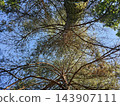 Looking up at tall pine trees with green crowns reaching into a clear blue summer sky in peaceful forest 143907111