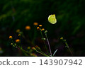 Northern Yellow Butterfly 143907942