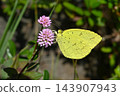 Northern Yellow Butterfly 143907943