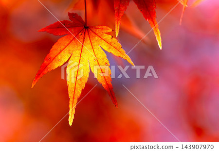 A simple landscape of colorful autumn leaves enveloped in the refreshing air of autumn. A simple landscape of colorful autumn leaves enveloped in the refreshing air of autumn. 143907970