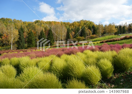 瀧野鈴蘭山坡公園的 Kochia 瀧野鈴蘭山坡公園的 Kochia 143907988
