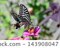 Namia swallowtail, Namiage feather 143908047