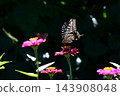 Namia swallowtail, Namiage feather 143908048