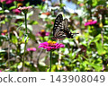 Namia swallowtail, Namiage feather 143908049