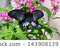 Female Nagasaki swallowtail butterfly 143908139