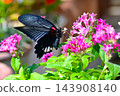 Female Nagasaki swallowtail butterfly 143908140