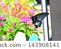 Female Nagasaki swallowtail butterfly 143908141