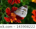 Cabbage White Butterfly 143908222