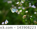 Cabbage White Butterfly 143908223