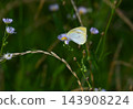 Cabbage White Butterfly 143908224