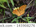 Indian Fritillary (Argynnis hyperbius) 143908276