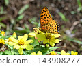 Indian Fritillary (Argynnis hyperbius) 143908277
