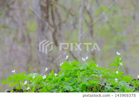 奧入瀨溪流的銀蓮花生態形象 奧入瀨溪流的銀蓮花生態形象 143908378
