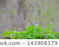 奧入瀨溪流的銀蓮花生態形象 143908379