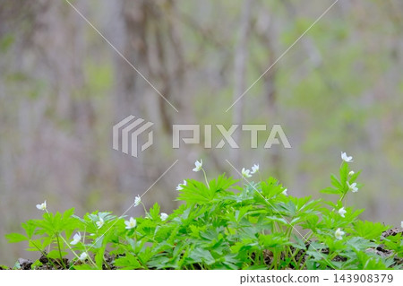 奧入瀨溪流的銀蓮花生態形象 143908379