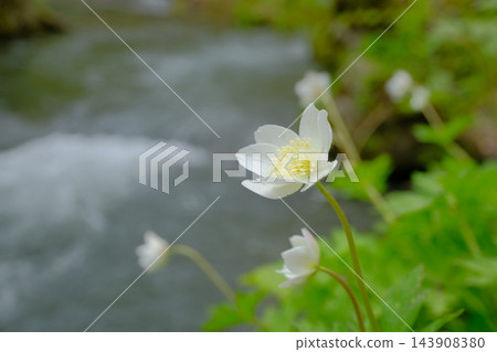 奧入瀨溪流的銀蓮花生態形象 奧入瀨溪流的銀蓮花生態形象 143908380