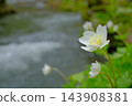 奧入瀨溪流的銀蓮花生態形象 143908381