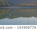 京都的廣澤池，是水鳥的棲息地 143908778