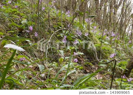 日本延齡草(Erythronium japonicum,叢生) 日本延齡草(Erythronium japonicum,叢生) 143909065