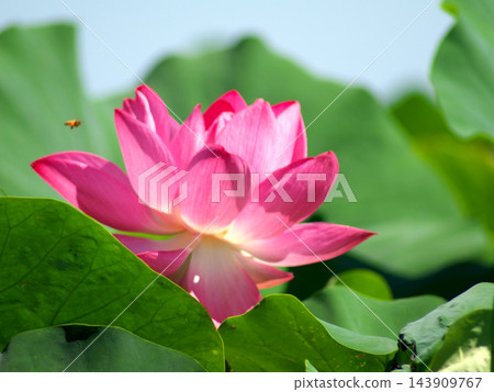 藍天上的蓮花 藍天上的蓮花 143909767