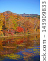 Shiga Kogen in autumn Autumn leaves on the lotus pond 143909833
