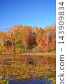 Shiga Kogen in autumn Autumn leaves on the lotus pond 143909834
