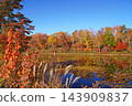 Shiga Kogen in autumn Autumn leaves on the lotus pond 143909837