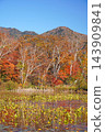 Shiga Kogen in autumn Autumn leaves on the lotus pond 143909841