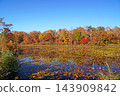Shiga Kogen in autumn Autumn leaves on the lotus pond 143909842