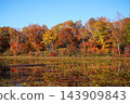 Shiga Kogen in autumn Autumn leaves on the lotus pond 143909843