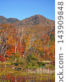 Shiga Kogen in autumn Autumn leaves on the lotus pond 143909848