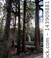 The towering trees and majestic cedar groves within the grounds of Kirishima Shrine 143909881